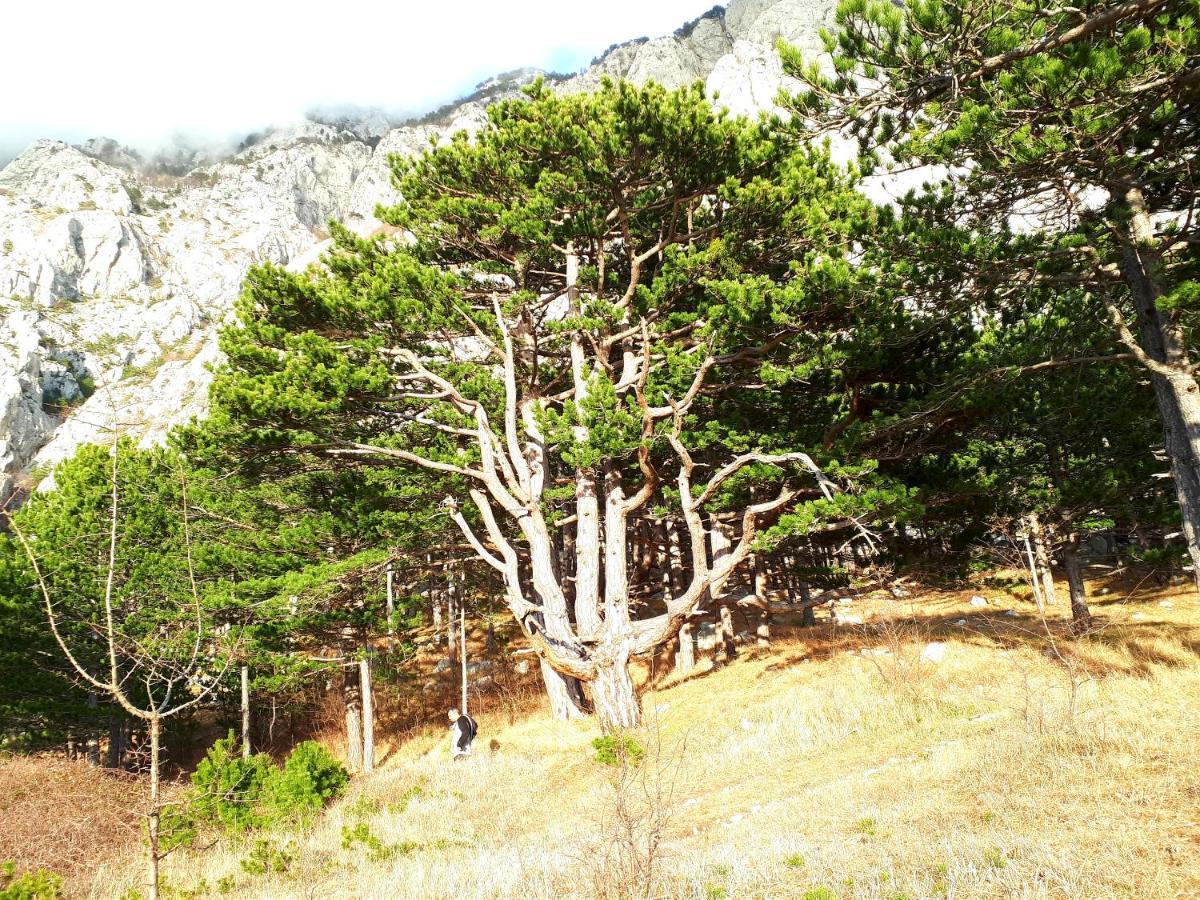 Apartman Taja Makarska Ngoại thất bức ảnh
